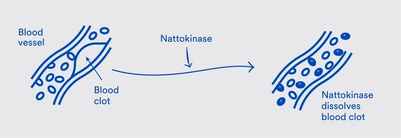 How Does Nattokinase Works? How Does Nattokinase Works?